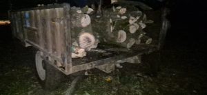 अवैध प्लॉटिंग के लिए रातों-रात काट दिए 5-6 हरे आम के पेड़, तीन वाहन पकड़े; पुलिस कार्रवाई के बाद भूमि कारोबारियों पर उठे सवाल